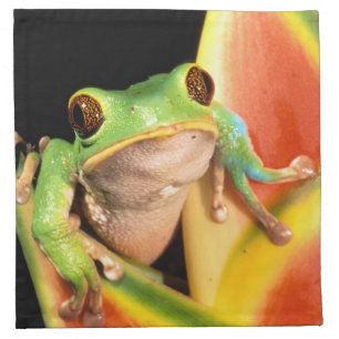 South America, Ecuador, Amazon. Tree frog Napkin