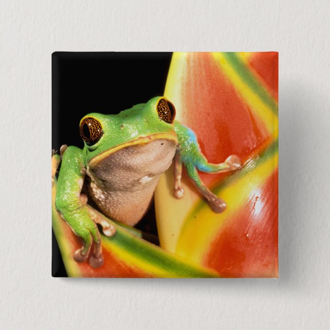 South America, Ecuador, Amazon. Tree frog Pinback Button (Front)