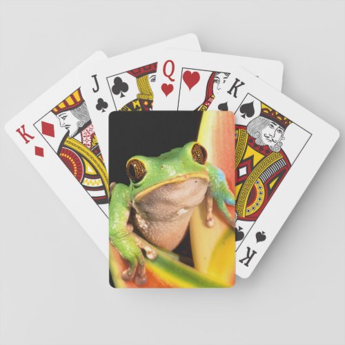 South America, Ecuador, Amazon. Tree frog Poker Cards