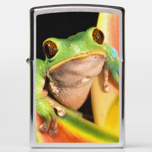 South America, Ecuador, Amazon. Tree frog Zippo Lighter