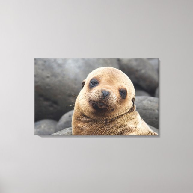 South America, Ecuador, Galapagos Islands Canvas Print (Front)