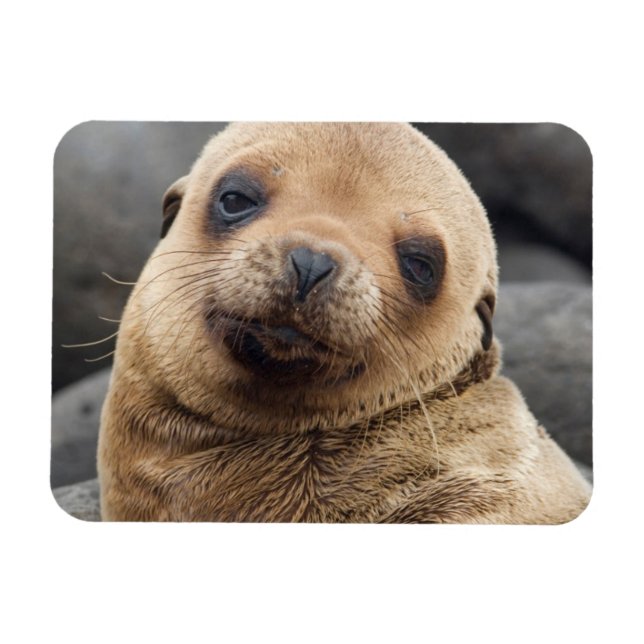 South America, Ecuador, Galapagos Islands Magnet (Horizontal)