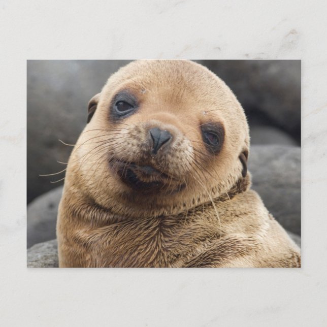 South America, Ecuador, Galapagos Islands Postcard (Front)