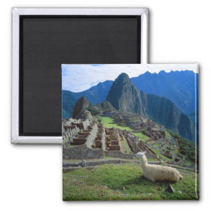 South America, Peru. A llama rests on a hill Magnet