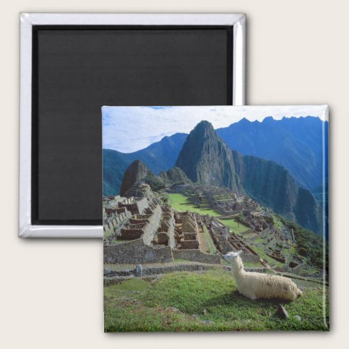 South America, Peru. A llama rests on a hill Magnet
