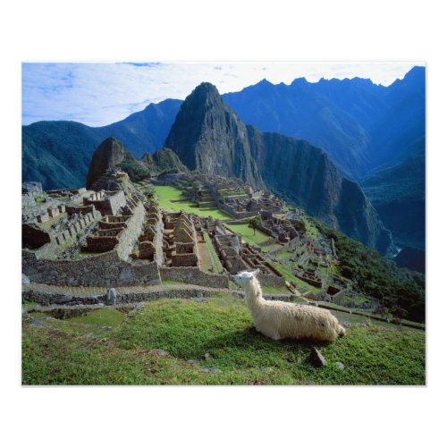 South America Peru A llama rests on a hill Photo Print