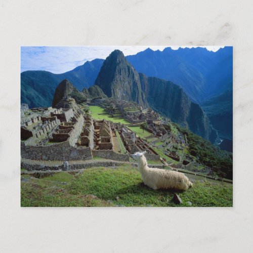 South America Peru A llama rests on a hill Postcard