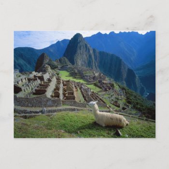 South America  Peru. A Llama Rests On A Hill Postcard by theworldofanimals at Zazzle