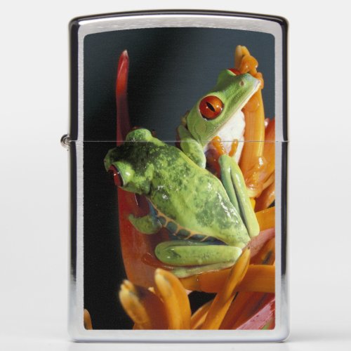 South America Red_eyed tree frog Agalycmis Zippo Lighter
