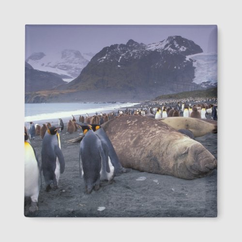 South America South Georgia Island Elephant Magnet