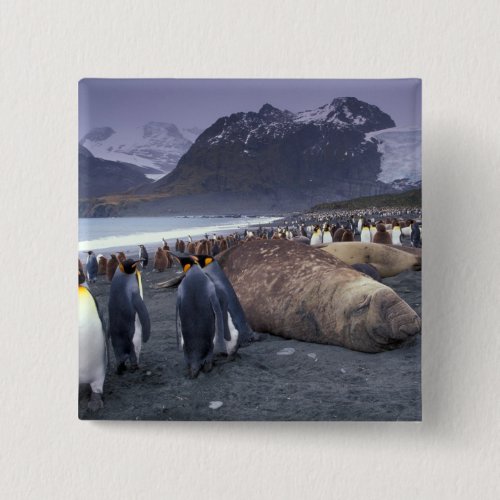 South America South Georgia Island Elephant Pinback Button