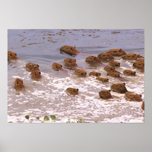 South America, Venezuela, Llano region. Poster (Front)