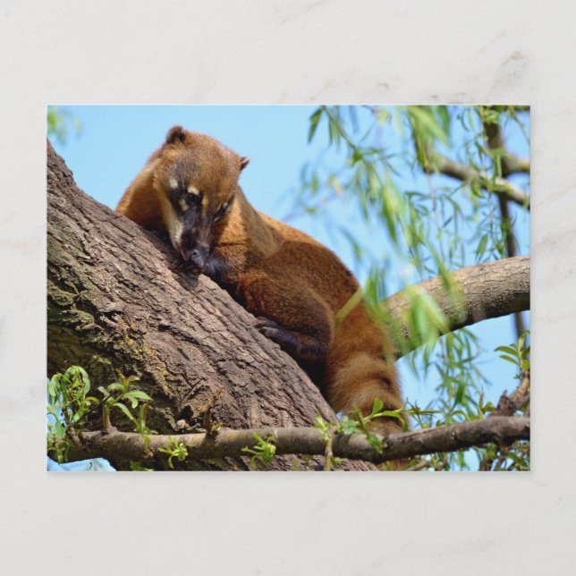 South American Coati in tree Postcard (Front)