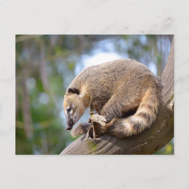 South American Coati on branch Postcard (Front)