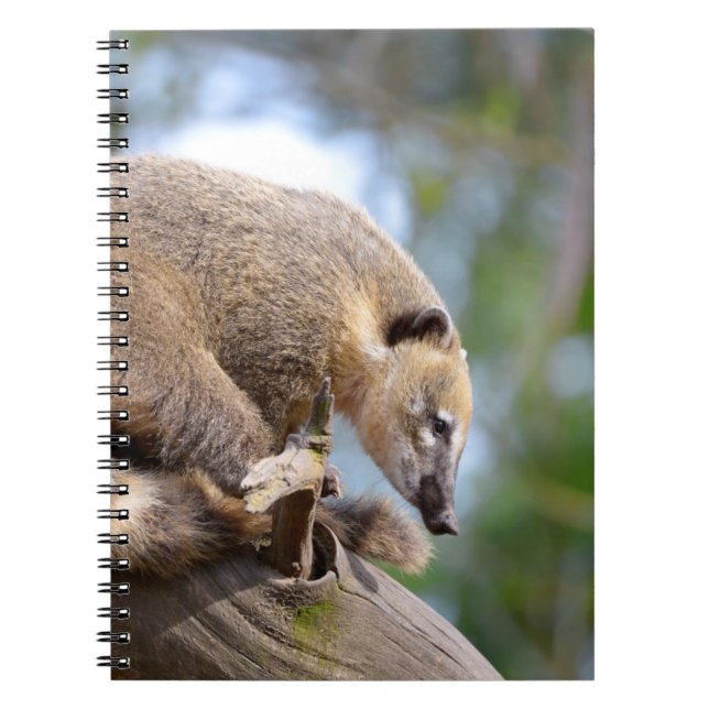 South American Coati on branch Postcard Metal Orna Notebook (Front)