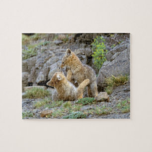 South American Gray Fox (Lycalopex griseus) pair 2 Jigsaw Puzzle