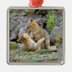 South American Gray Fox (Lycalopex griseus) pair 2 Metal Ornament