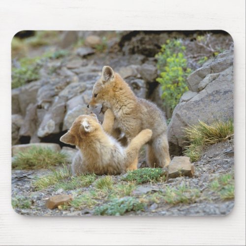 South American Gray Fox Lycalopex griseus pair 2 Mouse Pad