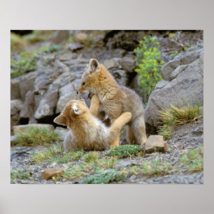 South American Gray Fox (Lycalopex griseus) pair 2 Poster