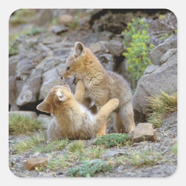 South American Gray Fox (Lycalopex griseus) pair 2 Square Sticker (Front)