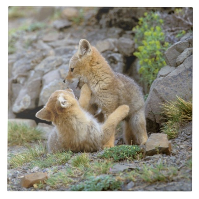 South American Gray Fox (Lycalopex griseus) pair 2 Tile (Front)