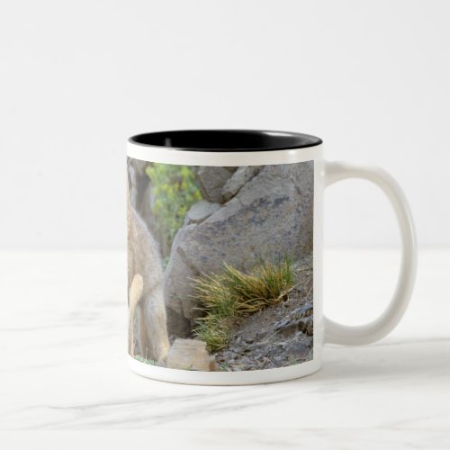 South American Gray Fox Lycalopex griseus pair 2 Two_Tone Coffee Mug