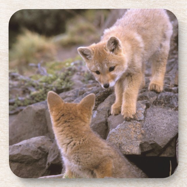 South American Gray Fox (Lycalopex griseus) pair Beverage Coaster (Front)