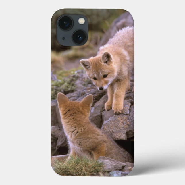 South American Gray Fox (Lycalopex griseus) pair Case-Mate iPhone Case (Back)