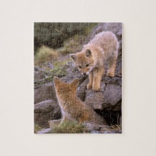 South American Gray Fox (Lycalopex griseus) pair Jigsaw Puzzle