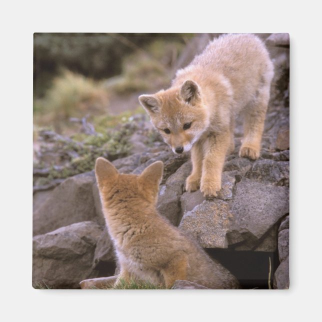 South American Gray Fox (Lycalopex griseus) pair Magnet (Front)
