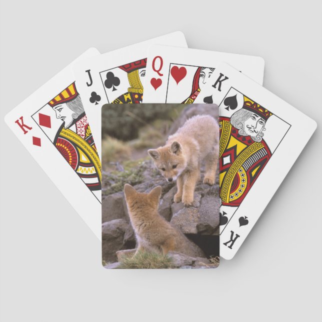 South American Gray Fox (Lycalopex griseus) pair Poker Cards (Back)