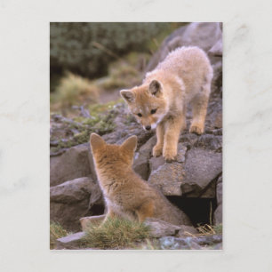 South American Gray Fox (Lycalopex griseus) pair Postcard
