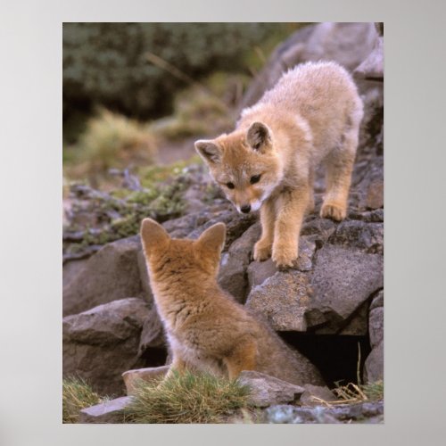 South American Gray Fox Lycalopex griseus pair Poster