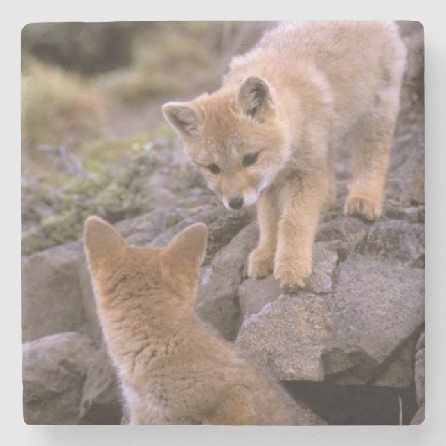 South American Gray Fox (Lycalopex griseus) pair Stone Coaster (Front)
