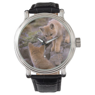 South American Gray Fox (Lycalopex griseus) pair Watch
