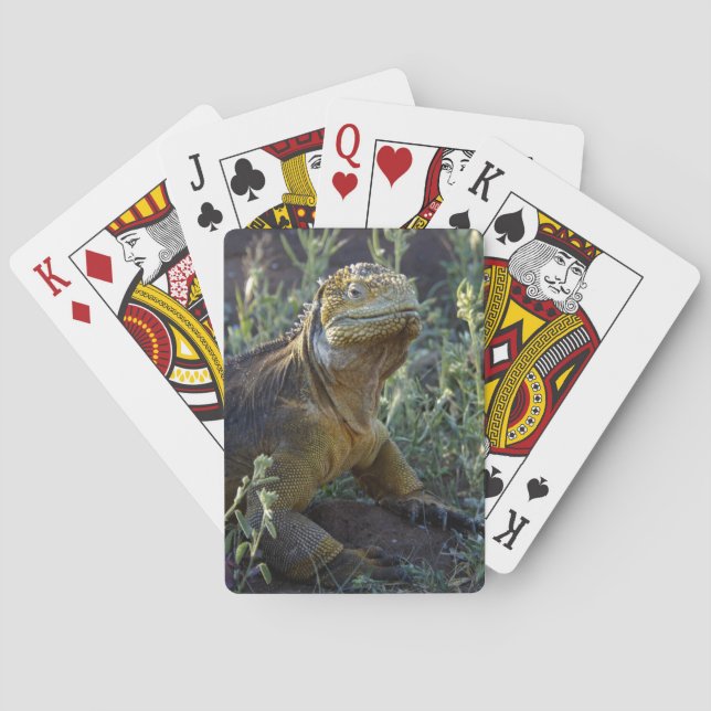 South American Green Iguana Poker Cards (Back)
