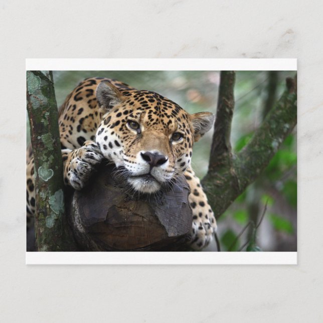South American Jaguar Postcard (Front)