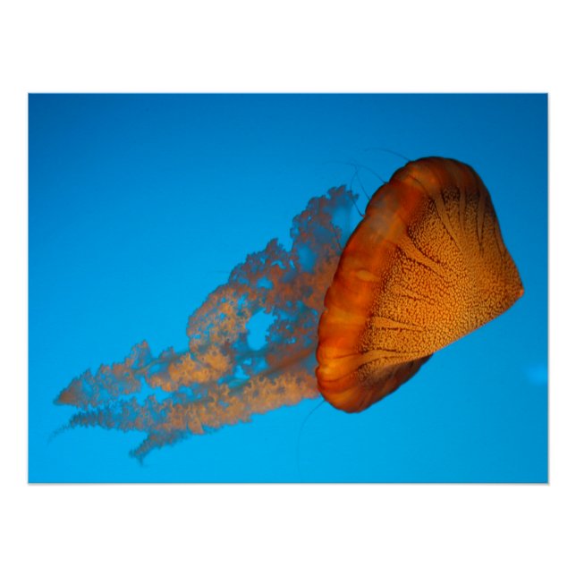 South American Sea Nettle Poster (Front)