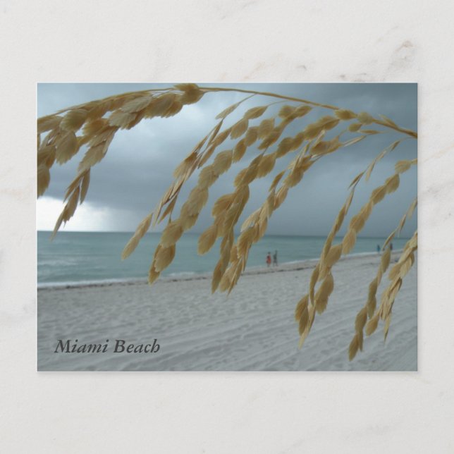 South Beach Miami Post Card (Front)