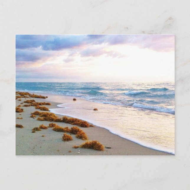 South Beach Miami Postcard (Front)