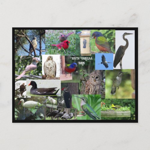 South Carolina Bird Species Collage Postcard