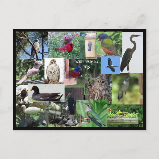 South Carolina Bird Species Collage Postcard (Front)