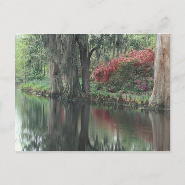 South Carolina, Charleston Postcard (Front)