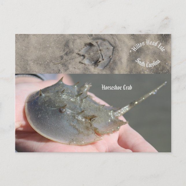 South Carolina Horseshoe crab  Postcard (Front)