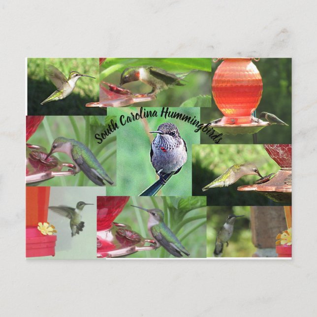 South Carolina Hummingbirds Postcard (Front)