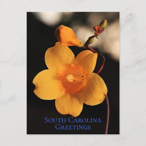 South Carolina Jessamine State Flower Souvenir Postcard