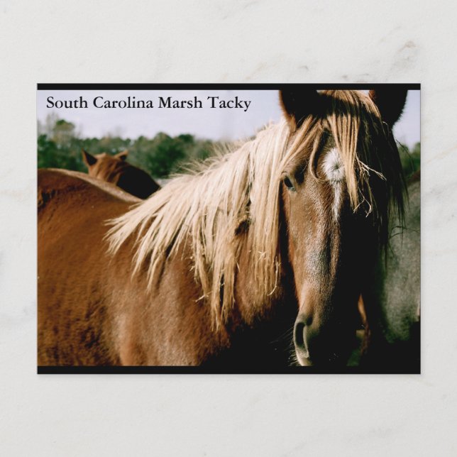 South Carolina Marsh Tacky Postcard (Front)