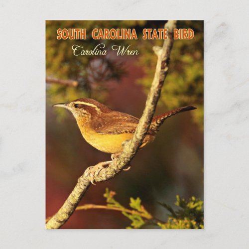 South Carolina State Bird Carolina Wren Postcard