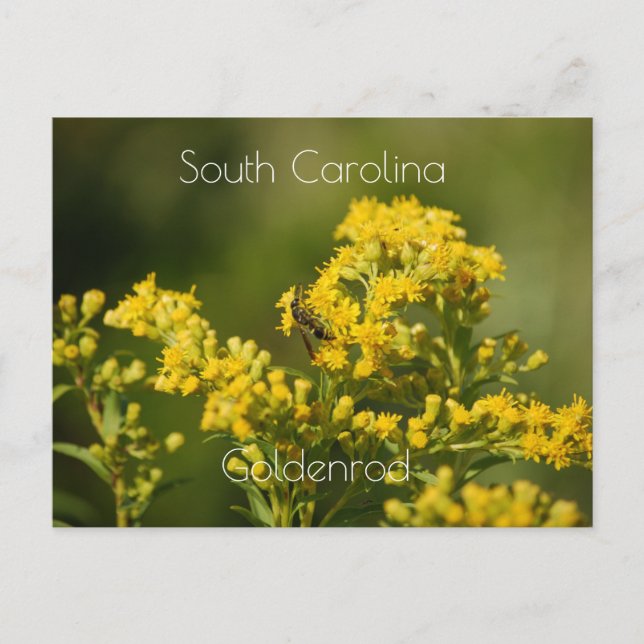 South Carolina State Flower Goldenrod Postcard (Front)