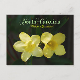 South Carolina State Flower: Yellow Jessamine Postcard